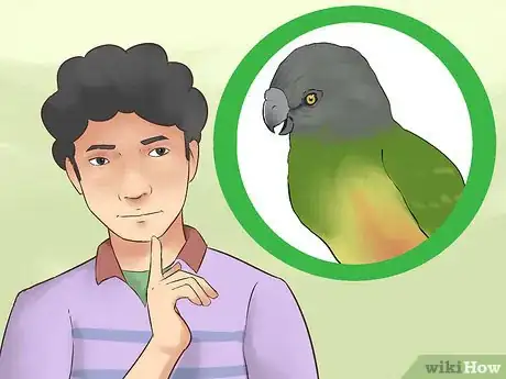 Image titled Care for a Senegal Parrot Step 15