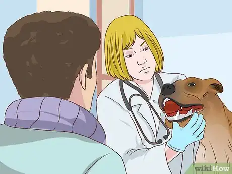 Image titled Diagnose Cardiac Disease in Senior Dogs Step 6