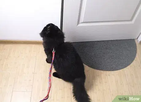 Image titled Take a Cat for a Walk Step 5