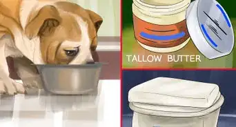 Choose Food for Your Border Collie