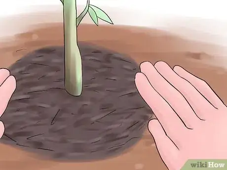 Image titled Grow Swamp Hibiscus Step 13