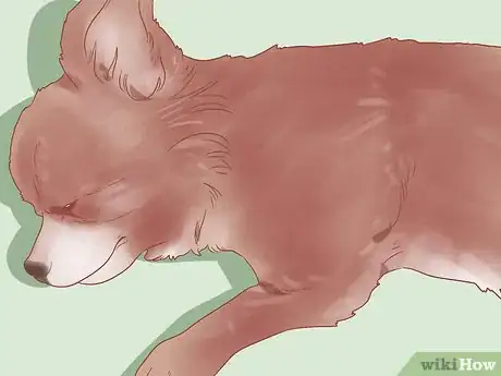 Image titled Know When Your Dog is Sick Step 12