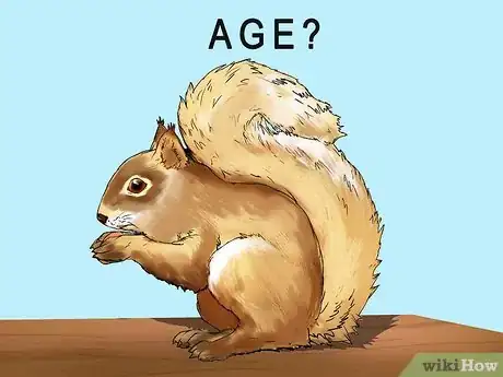 Image titled Keep a Pet Squirrel Step 3