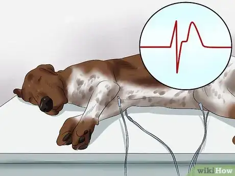 Image titled Diagnose Aortic Stenosis in German Shorthaired Pointers Step 8