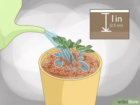 Image titled Grow Figs in Pots Step 6