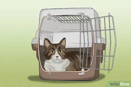 Image titled Take Photos of Adoptable Cats Step 4