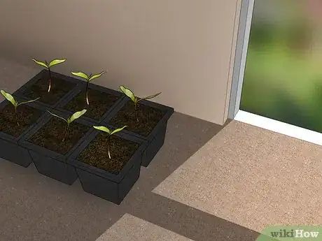 Image titled Grow Evergreen Trees Step 7