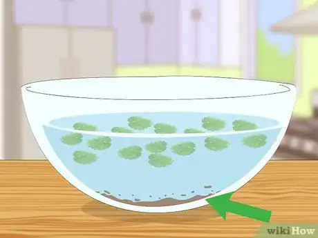 Image titled Eat Creeping Charlie Step 2