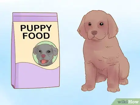 Image titled Raise a Newfoundland Puppy Step 1