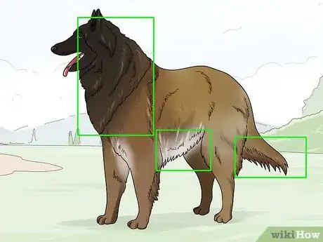 Image titled Identify a Belgian Tervuren Dog Step 9