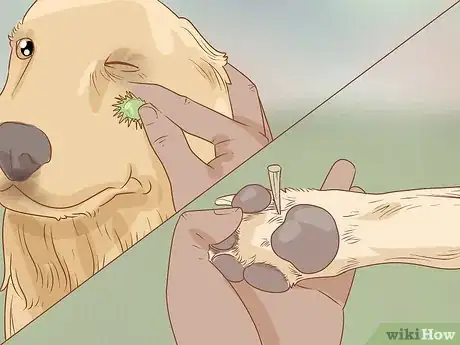 Image titled Take Your Dog Camping Step 20