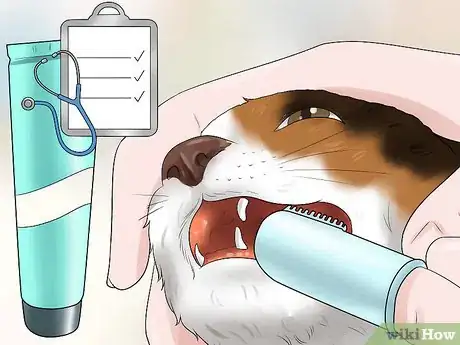 Image titled Take Care of an American Wirehair Cat Step 5