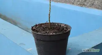 Grow Flowering Plants Through Stems