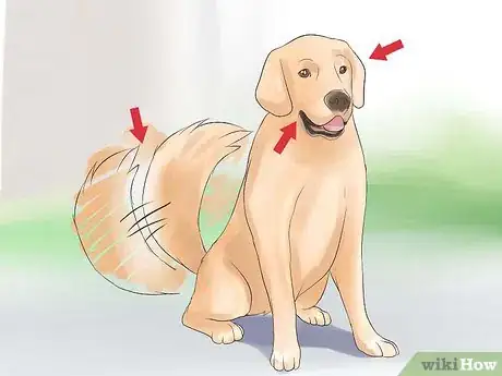 Image titled Get Used to Dogs Step 2