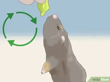 Image titled Teach a Guinea Pig to Do Tricks Step 13