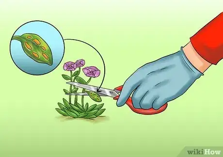 Image titled Cut from a Pansy Plant Step 6