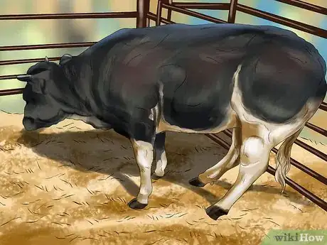 Image titled Sort Cows Step 11