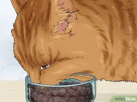 Image titled Care for an American Bobtail Cat Step 2