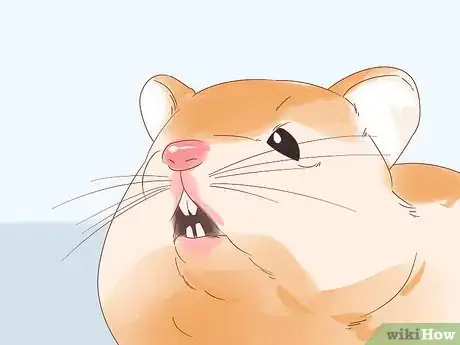 Image titled Diagnose Geriatric Diseases in Hamsters Step 9