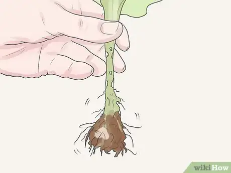 Image titled Care for Geraniums in Winter Step 11