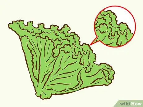 Image titled Buy Salad Greens Step 7