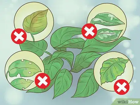 Image titled Pick Freshwater Plants Step 15