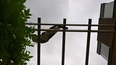 Image titled Cat on pergola