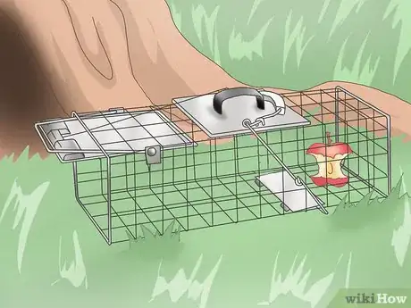 Image titled Trap Raccoons Step 6