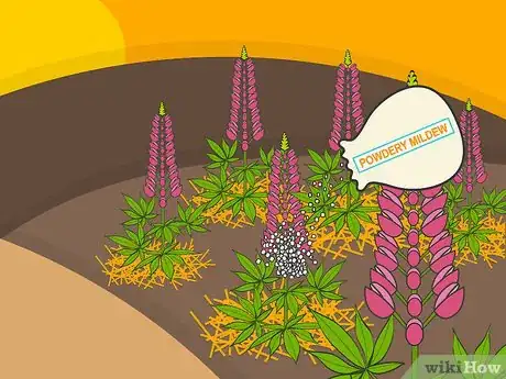Image titled Grow Lupine Flowers Step 16