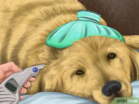 Image titled Know when to Stop Breeding a Male Dog Step 6