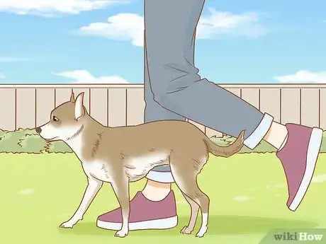 Image titled Prevent Your Chihuahua from Behaving Badly Step 10