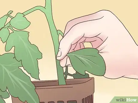 Image titled Plant English Ivy Step 6