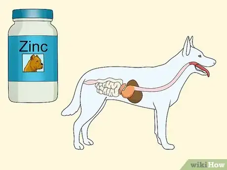 Image titled Treat Zinc Deficiency in Dogs Step 1