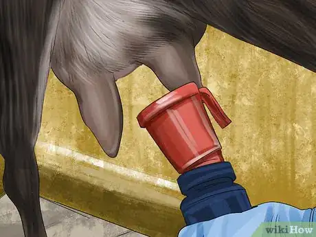 Image titled Milk a Goat by Hand Step 20