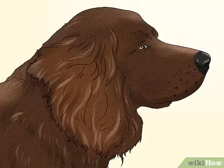 Image titled Identify a German Longhaired Pointer Step 2