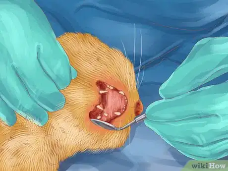 Image titled Diagnose and Treat Periodontitis in Cats Step 13