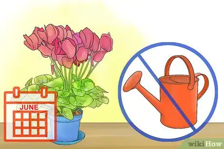 Image titled Care for Cyclamen Plants Step 7