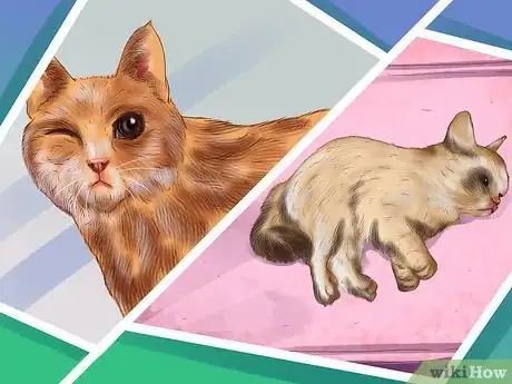 Image titled Treat Feline Stomatitis Step 9