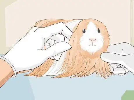 Image titled Prepare a Guinea Pig for Show Step 6