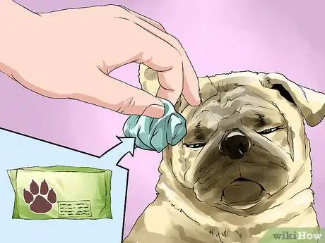 Image titled Groom Pugs Step 2