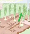 Grow Spring Onions