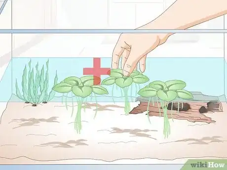 Image titled Breed Blue Gouramis Step 5