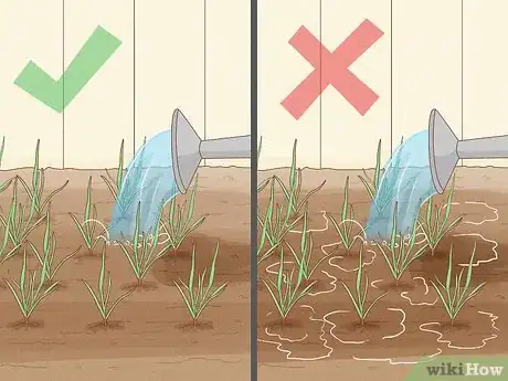 Image titled Grow Sweetgrass Step 17