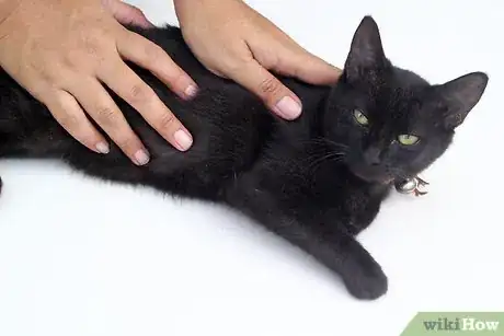 Image titled Make a Homemade Cat Spa Step 14