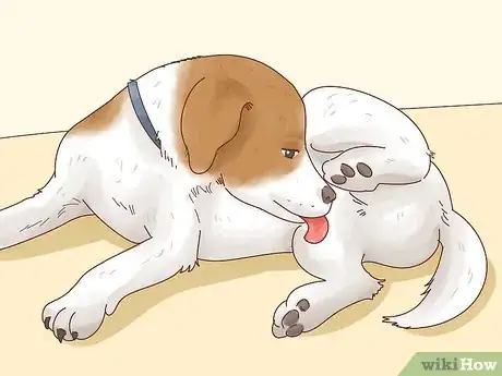 Image titled Know When to Breed Your Dog Step 8