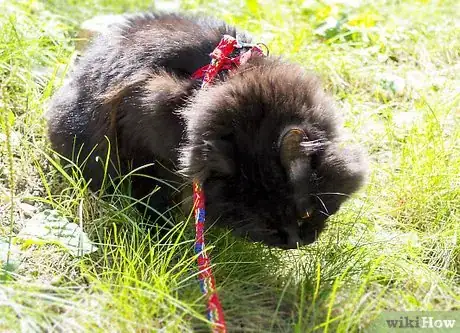 Image titled Take a Cat for a Walk Step 6