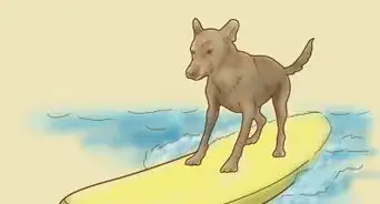 Teach Your Dog to Surf