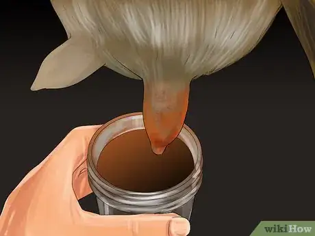 Image titled Milk a Goat by Hand Step 11
