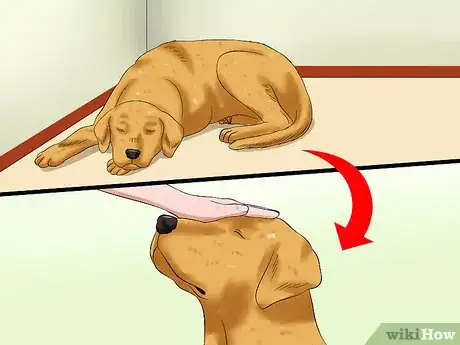 Image titled Deal with Having a Visually Impaired Dog Step 8