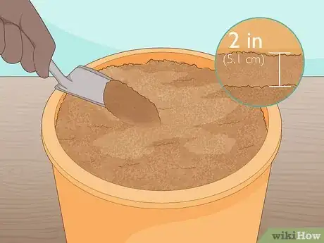 Image titled Grow Saffron Indoors Step 7